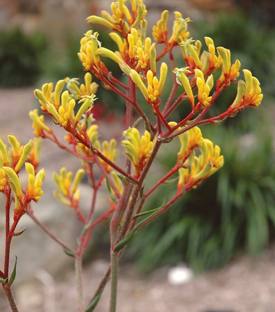 Kangaroo Paw 'Bush Zest' (Anigozanthos) - Ladybird Nursery