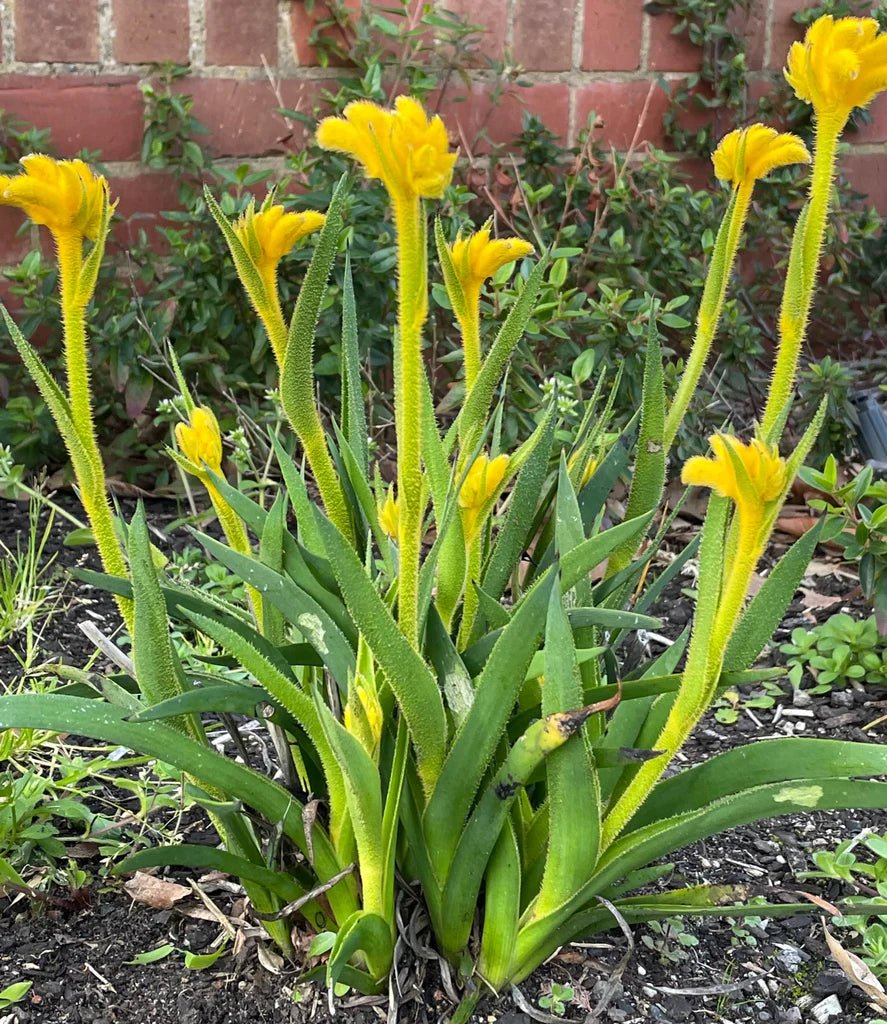 Kangaroo Paw 'Bush Zest' (Anigozanthos) - Ladybird Nursery