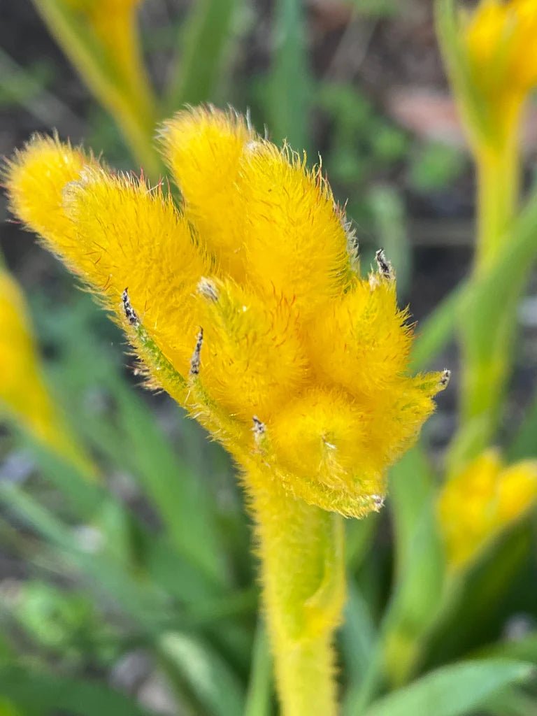Kangaroo Paw 'Bush Zest' (Anigozanthos) - Ladybird Nursery