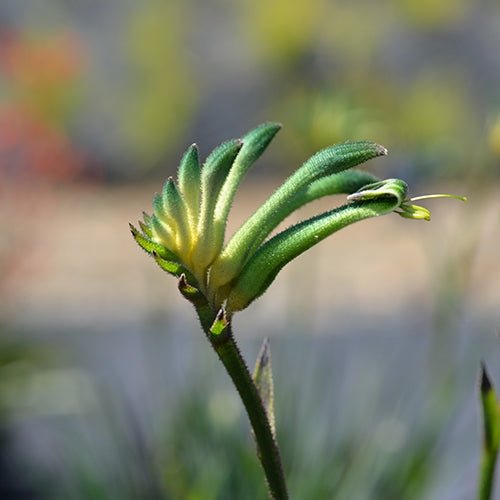 Kangaroo Paw 'Celebrations Aussie Spirit' (Anigozanthos) - Ladybird Nursery