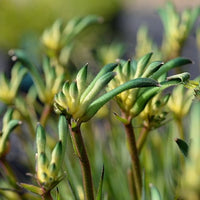 Kangaroo Paw 'Celebrations Aussie Spirit' (Anigozanthos) - Ladybird Nursery