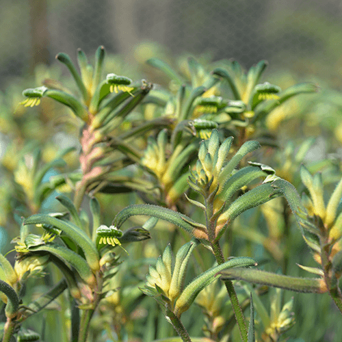 Kangaroo Paw 'Celebrations Aussie Spirit' (Anigozanthos) - Ladybird Nursery