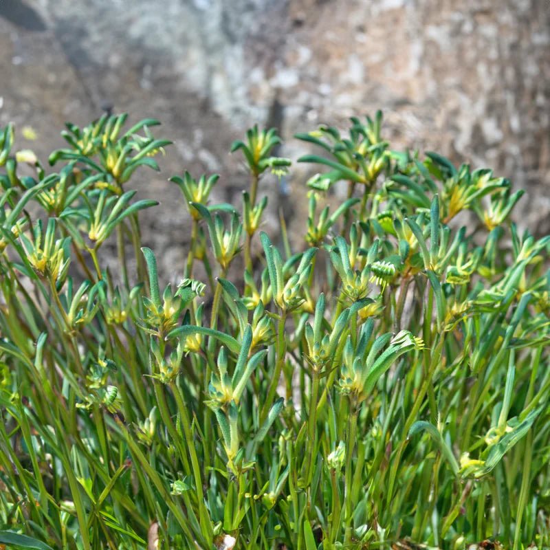 Kangaroo Paw 'Celebrations Aussie Spirit' (Anigozanthos) - Ladybird Nursery