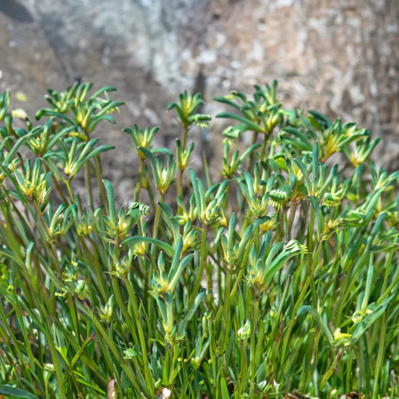 Kangaroo Paw Celebrations Aussie Spirit (Anigozanthos)
