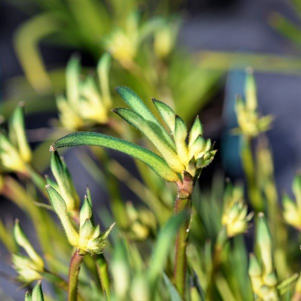 Kangaroo Paw 'Celebrations Aussie Spirit' (Anigozanthos) - Ladybird Nursery
