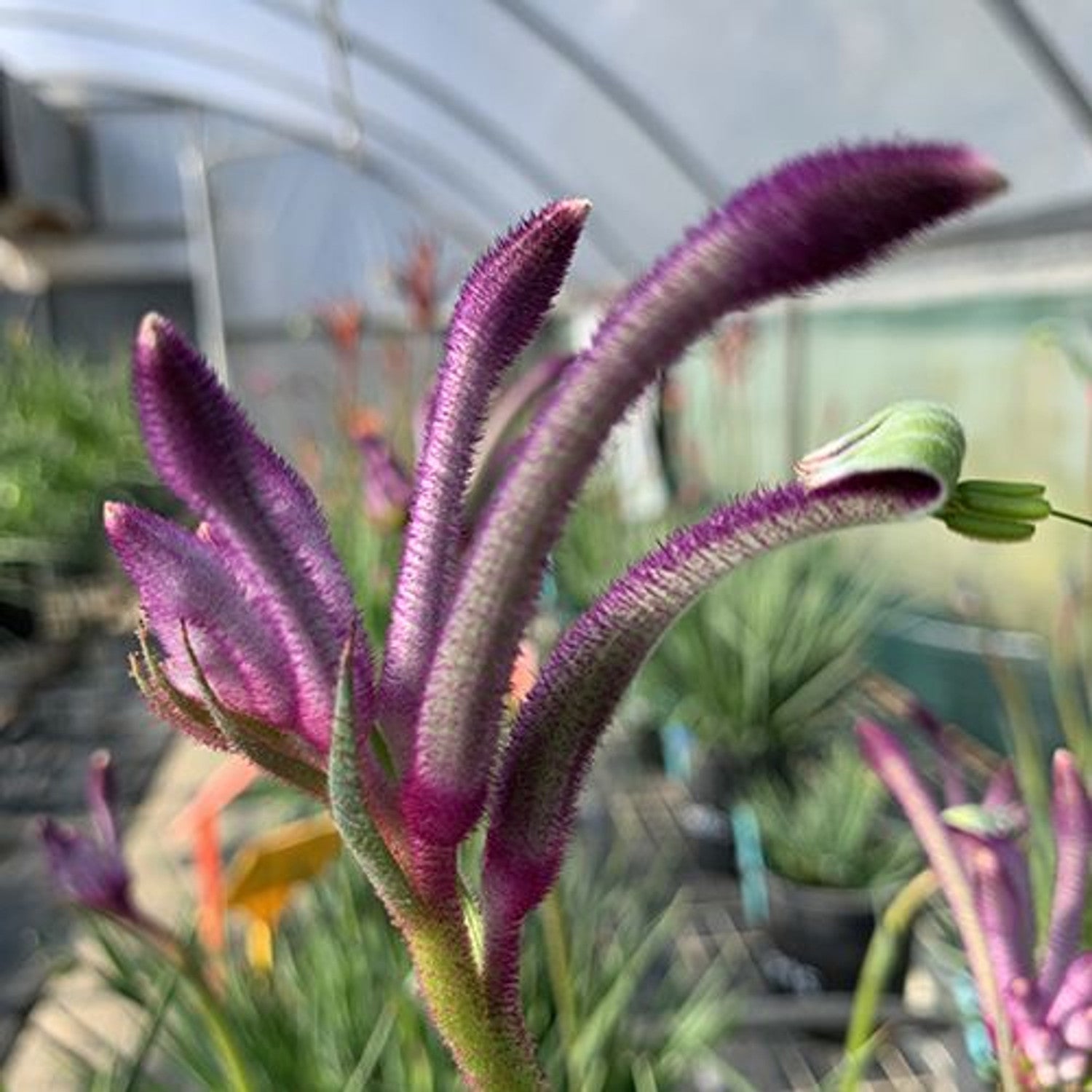 Kangaroo Paw 'Celebrations Carnivale' (Anigozanthos) - Ladybird Nursery