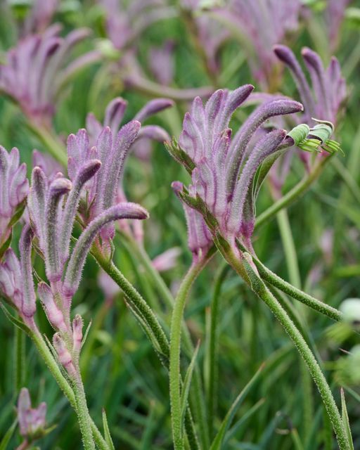 Kangaroo Paw Celebrations Carnivale (Anigozanthos)