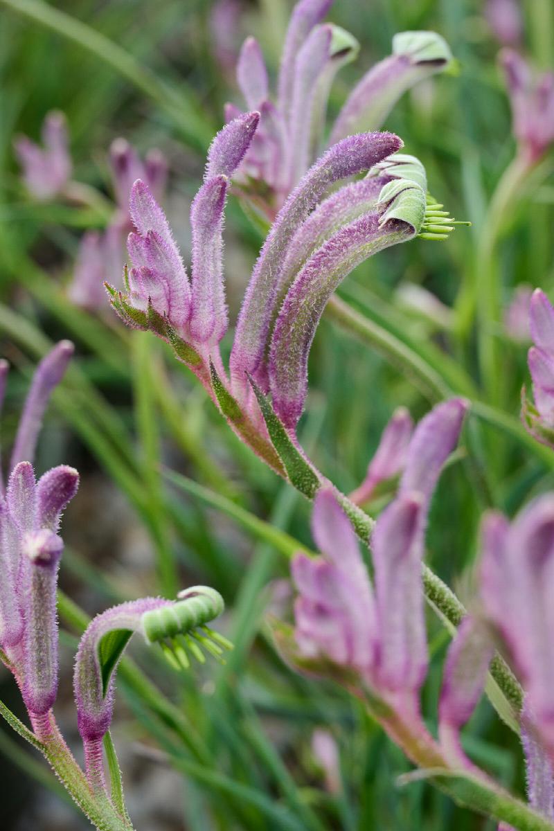 Kangaroo Paw Celebrations Carnivale (Anigozanthos)