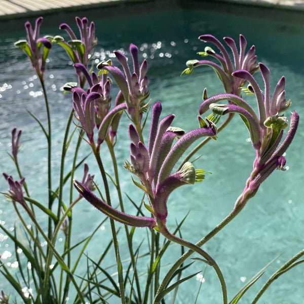 Kangaroo Paw 'Celebrations Carnivale' (Anigozanthos) - Ladybird Nursery