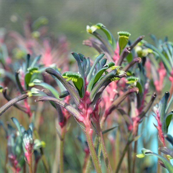 Kangaroo Paw 'Celebrations Fireworks' (Anigozanthos) - Ladybird Nursery