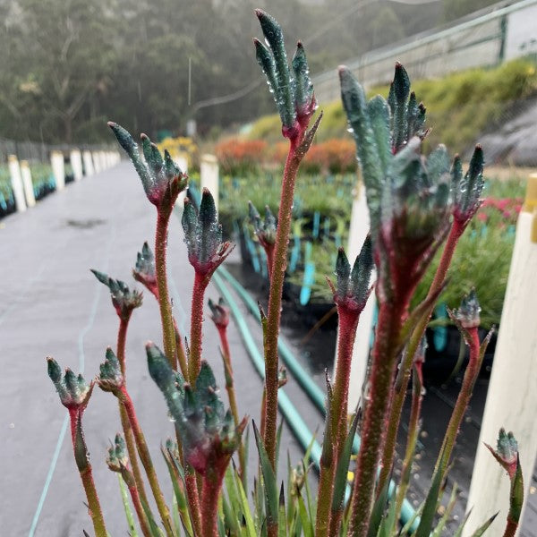 Kangaroo Paw Celebrations Fireworks (Anigozanthos)