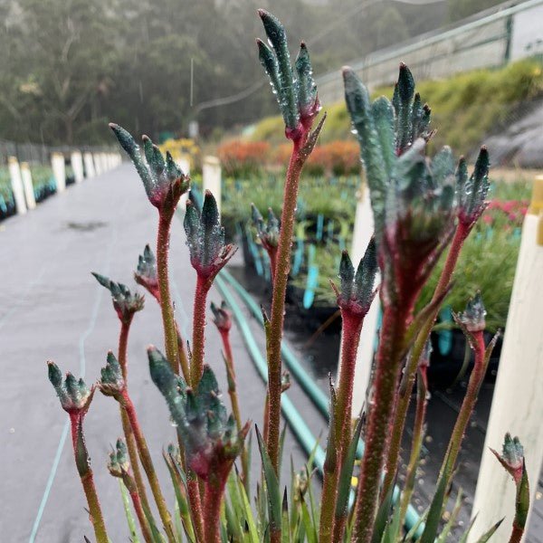 Kangaroo Paw 'Celebrations Fireworks' (Anigozanthos) - Ladybird Nursery