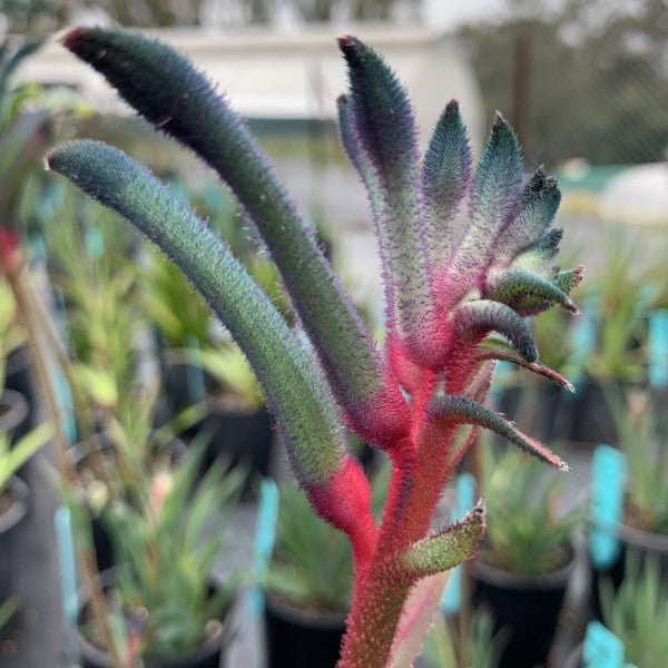 Kangaroo Paw 'Celebrations Fireworks' (Anigozanthos) - Ladybird Nursery