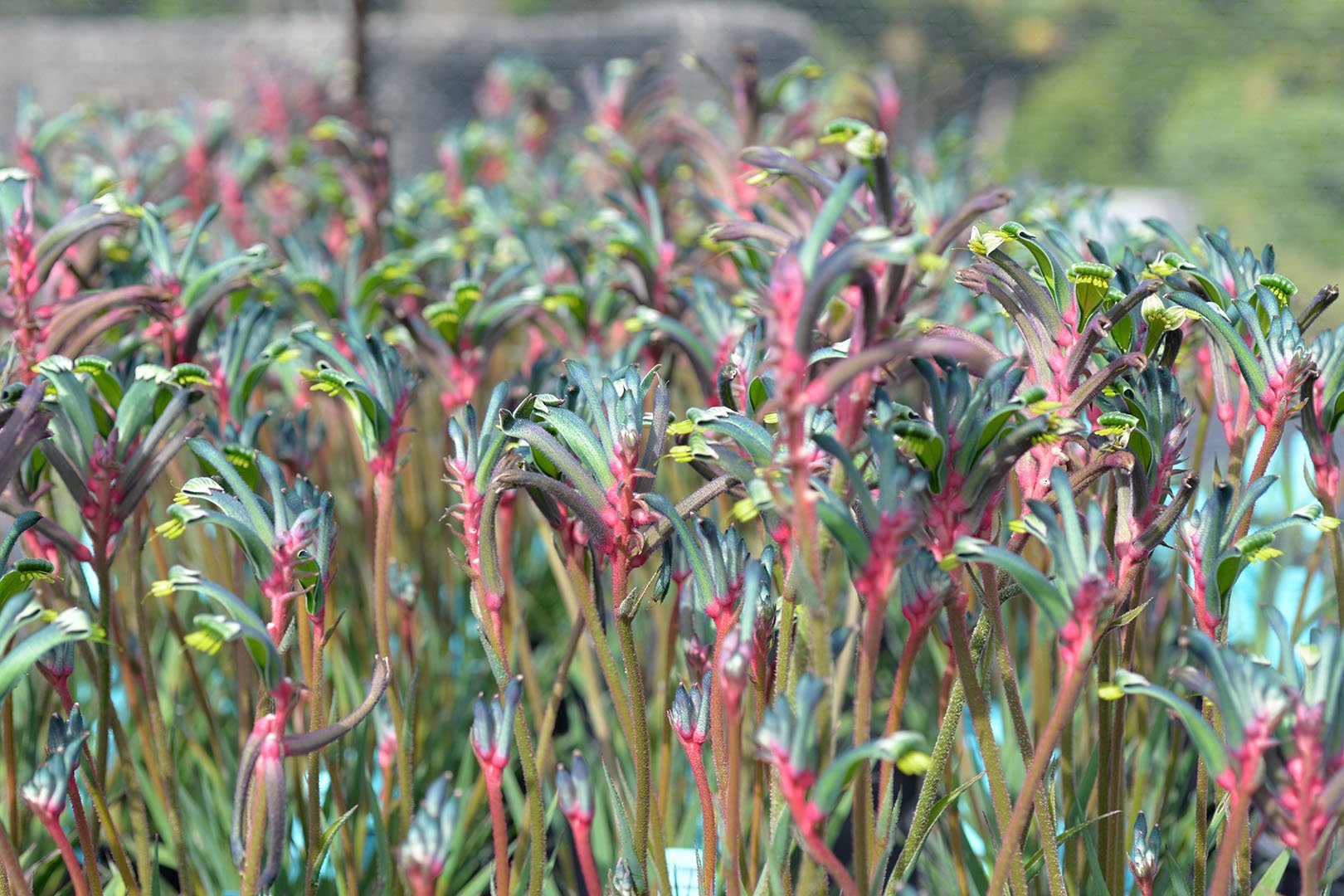 Kangaroo Paw 'Celebrations Fireworks' (Anigozanthos) - Ladybird Nursery