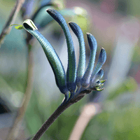 Kangaroo Paw Celebrations 'Masquerade' (Anigozanthos)