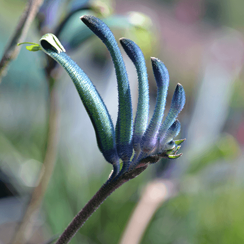Kangaroo Paw Celebrations 'Masquerade' (Anigozanthos)