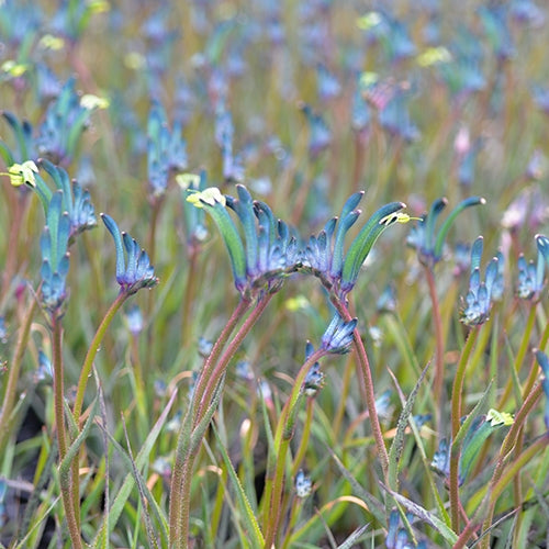 Kangaroo Paw Celebrations 'Masquerade' (Anigozanthos)