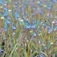 Kangaroo Paw 'Celebrations Masquerade' (Anigozanthos) - Ladybird Nursery