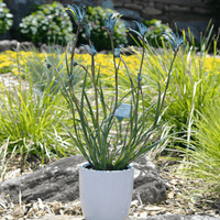 Kangaroo Paw 'Celebrations Masquerade' (Anigozanthos) - Ladybird Nursery