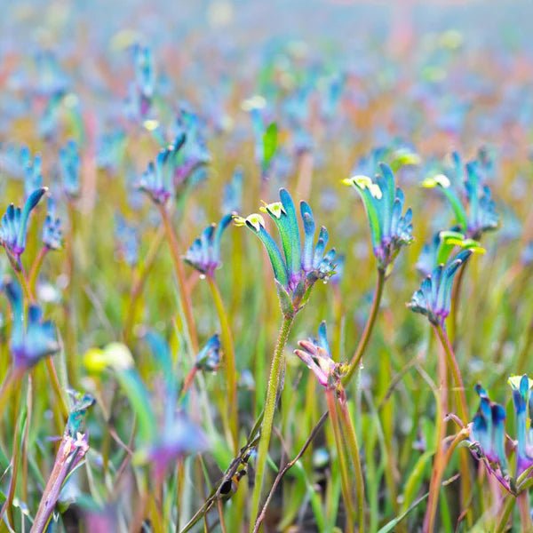 Kangaroo Paw 'Celebrations Masquerade' (Anigozanthos) - Ladybird Nursery