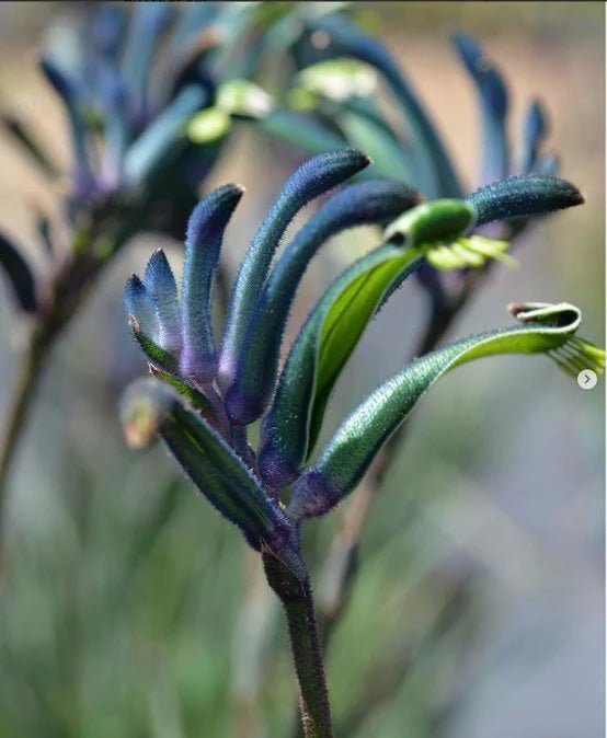Kangaroo Paw 'Celebrations Masquerade' (Anigozanthos) - Ladybird Nursery