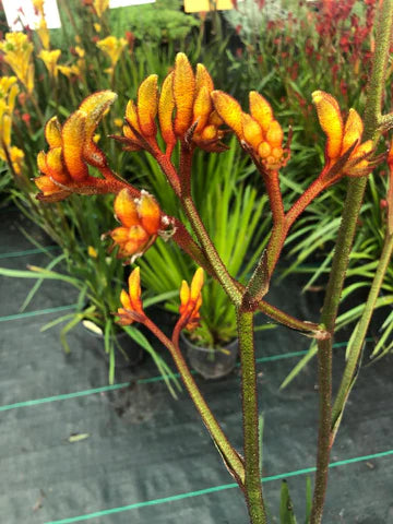 Kangaroo Paw Gold Velvet (Anigozanthos hybrid)