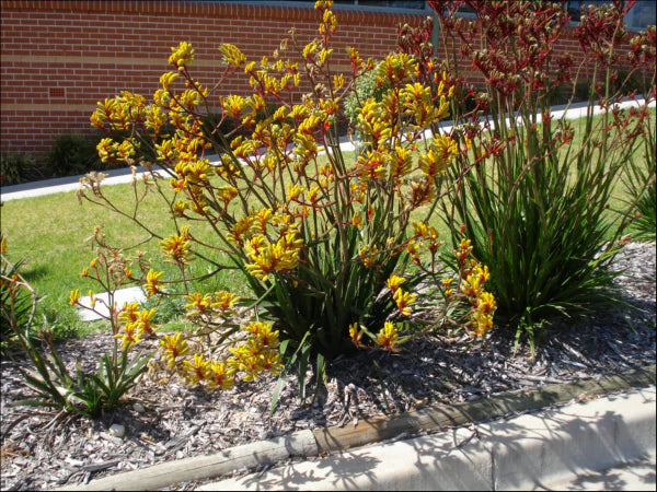 Kangaroo Paw Gold Velvet (Anigozanthos hybrid)