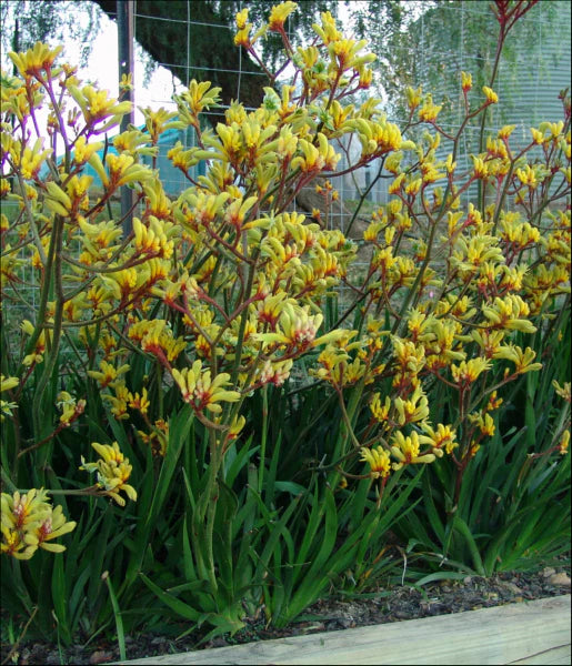 Kangaroo Paw Gold Velvet (Anigozanthos hybrid)