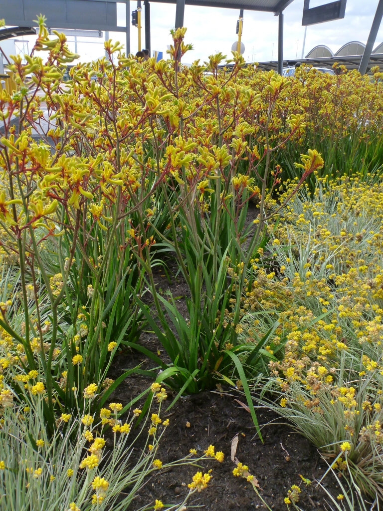 Kangaroo Paw Gold Velvet (Anigozanthos hybrid)