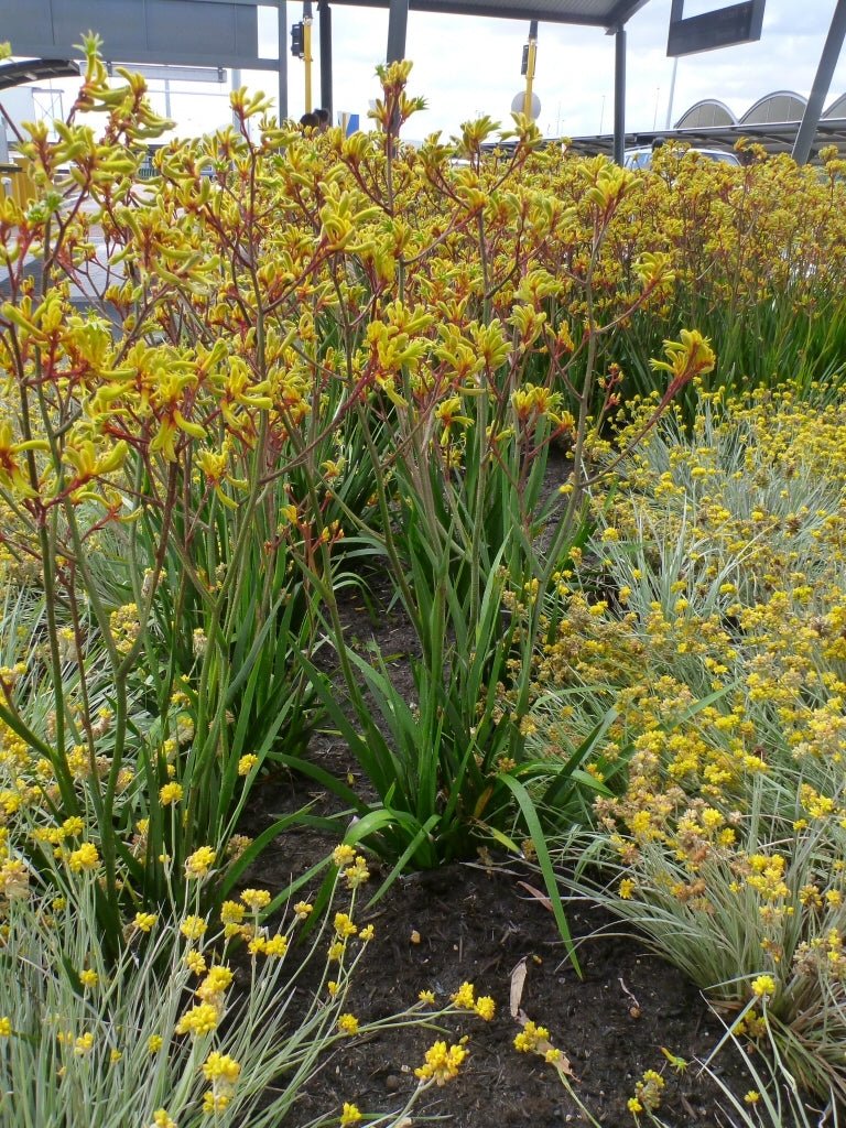 Kangaroo Paw 'Gold Velvet' (Anigozanthos hybrid) - Ladybird Nursery