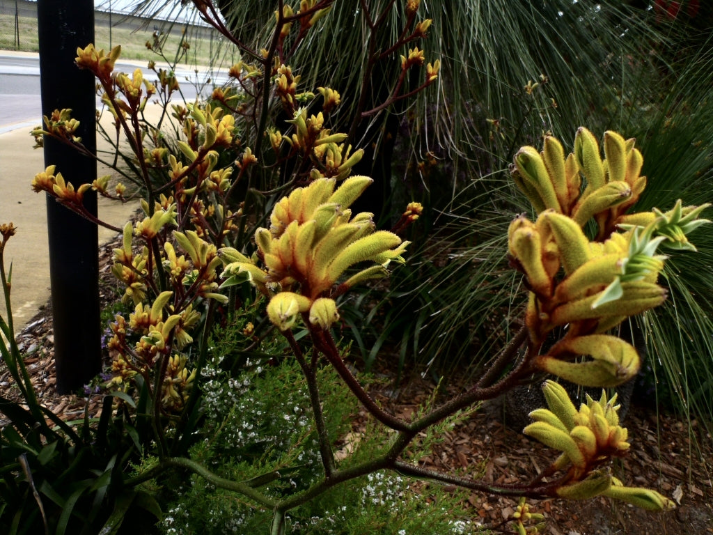 Kangaroo Paw Gold Velvet (Anigozanthos hybrid)