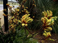 Kangaroo Paw 'Gold Velvet' (Anigozanthos hybrid) - Ladybird Nursery