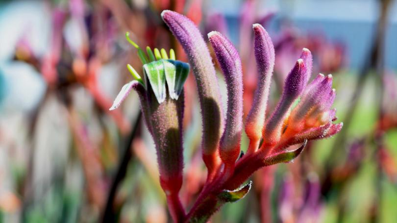 Kangaroo Paw 'Kings Park Royal' (Anigozanthos)