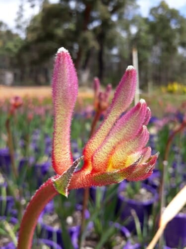Kangaroo Paw 'Kings Park Royal' (Anigozanthos)