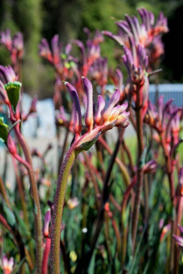 Kangaroo Paw 'Kings Park Royal' (Anigozanthos) - Ladybird Nursery