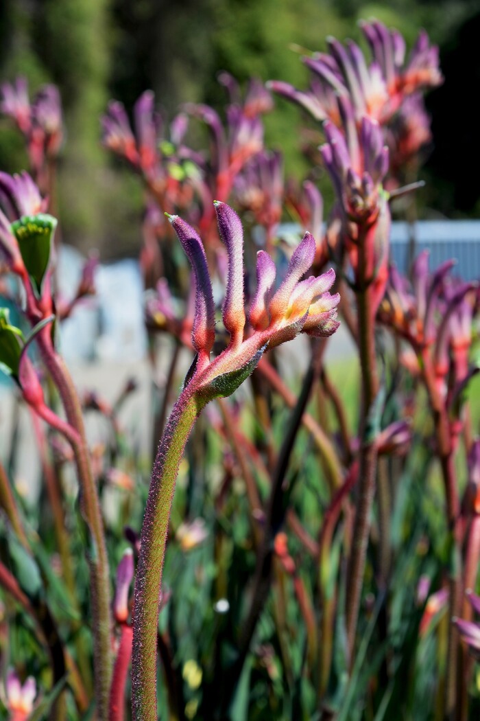 Kangaroo Paw 'Kings Park Royal' (Anigozanthos)