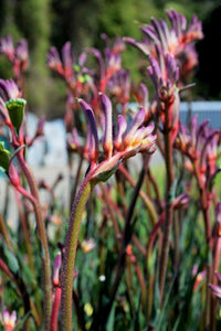 Kangaroo Paw 'Kings Park Royal' (Anigozanthos) - Ladybird Nursery