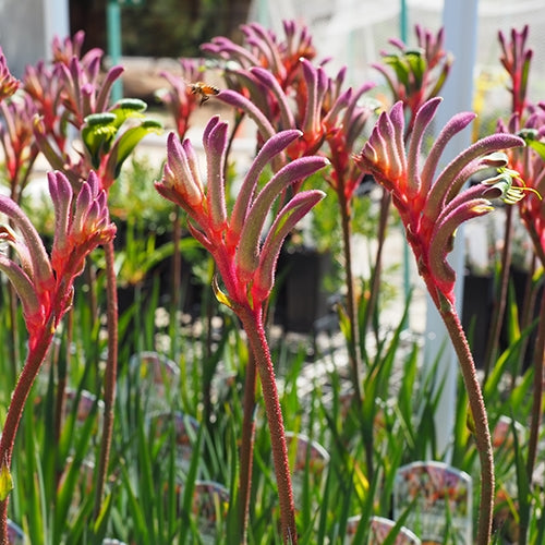 Kangaroo Paw 'Kings Park Royal' (Anigozanthos)