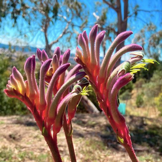 Kangaroo Paw 'Kings Park Royal' (Anigozanthos) - Ladybird Nursery