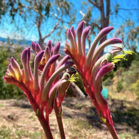 Kangaroo Paw 'Kings Park Royal' (Anigozanthos)