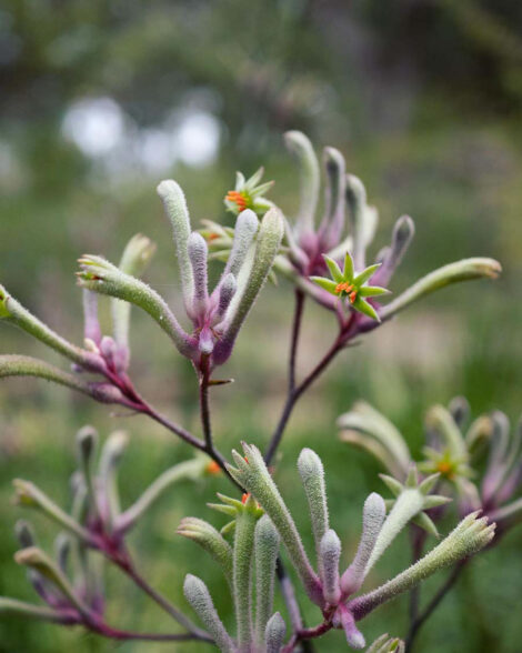 Kangaroo Paw Landscape Lilac (Anigozanthos)
