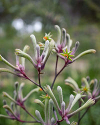Kangaroo Paw Landscape Lilac (Anigozanthos)