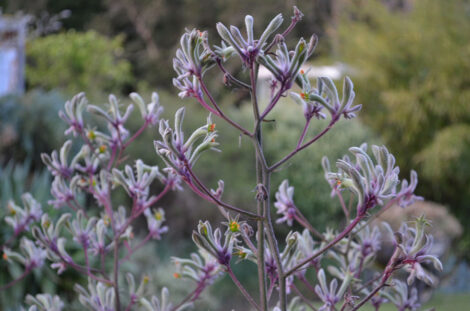 Kangaroo Paw Landscape Lilac (Anigozanthos)