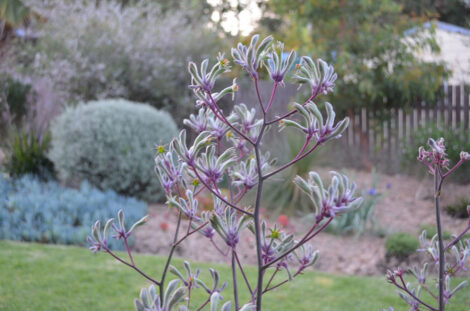 Kangaroo Paw Landscape Lilac (Anigozanthos)