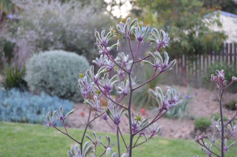 Kangaroo Paw 'Landscape Lilac' (Anigozanthos) - Ladybird Nursery