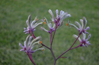 Kangaroo Paw Landscape Lilac (Anigozanthos)