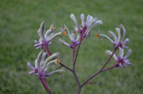 Kangaroo Paw 'Landscape Lilac' (Anigozanthos) - Ladybird Nursery