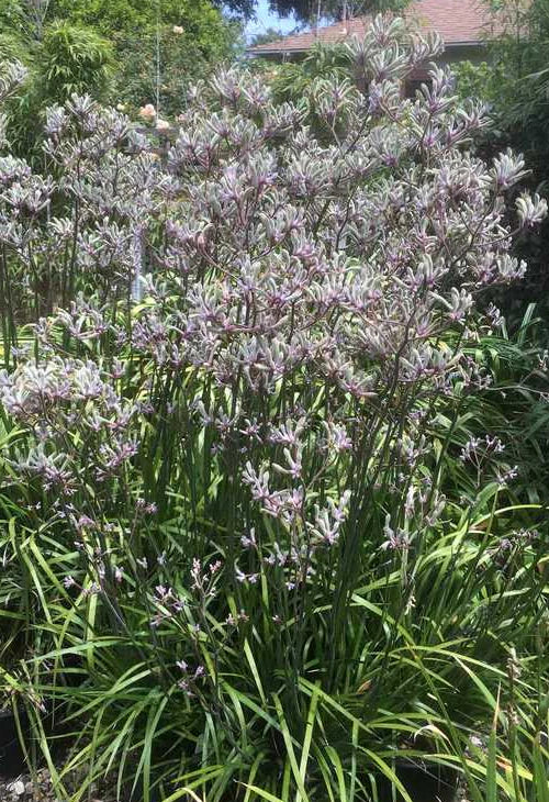 Kangaroo Paw Landscape Lilac (Anigozanthos)