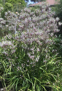 Kangaroo Paw Landscape Lilac (Anigozanthos)