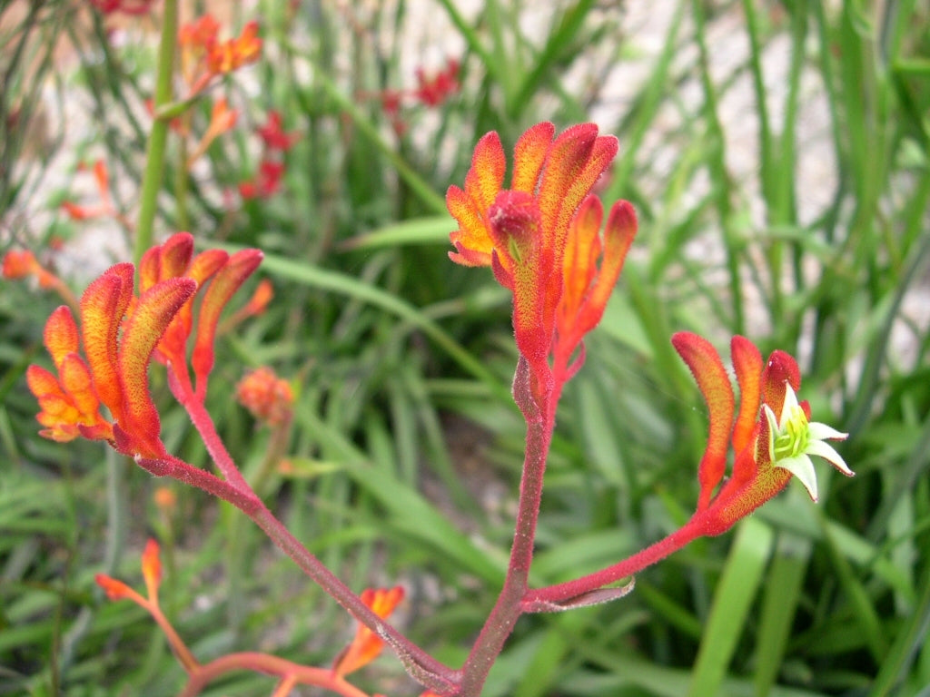 Kangaroo Paw Landscape Orange (Anigozanthos)